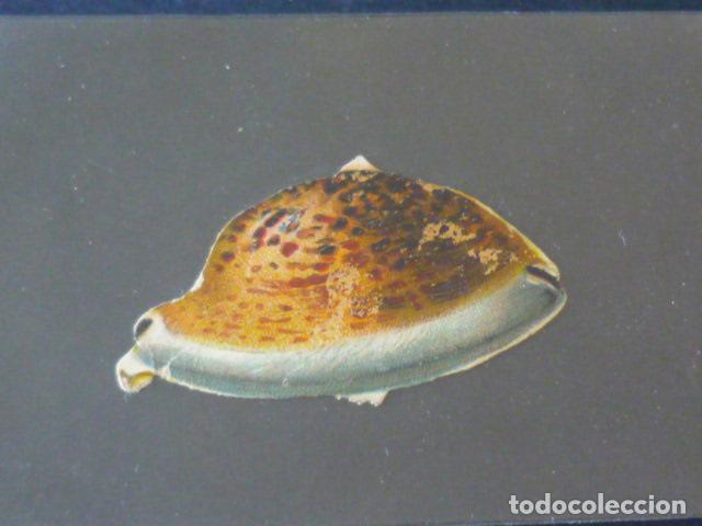 Coleccionismo cromos troquelados antiguos: CONCHA ANTIGUO CROMO TROQUELADO - Foto 1