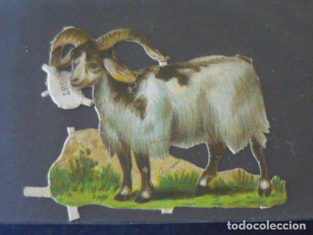 Coleccionismo cromos troquelados antiguos: CABRA ANTIGUO CROMO TROQUELADO - Foto 1