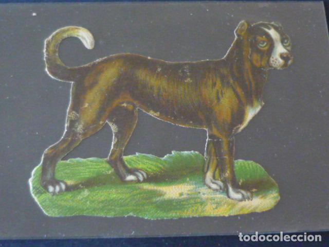 Coleccionismo cromos troquelados antiguos: PERRO ANTIGUO CROMO TROQUELADO - Foto 1