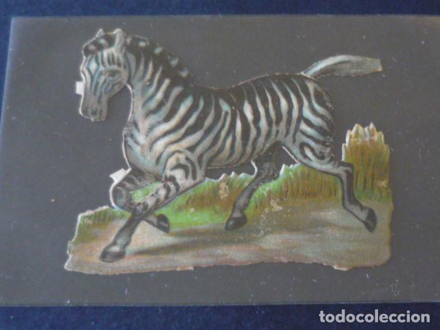 Coleccionismo cromos troquelados antiguos: CEBRA ANTIGUO CROMO TROQUELADO - Foto 1