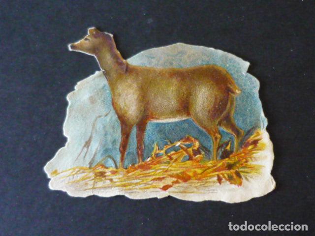 Coleccionismo cromos troquelados antiguos: CERVATILLO ANTIGUO CROMO TROQUELADO - Foto 1