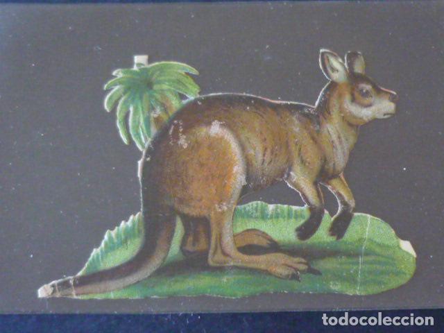 Coleccionismo cromos troquelados antiguos: CANGURO ANTIGUO CROMO TROQUELADO - Foto 1