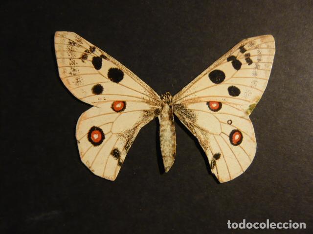 Coleccionismo cromos troquelados antiguos: MARIPOSA CROMO TROQUELADO - Foto 1