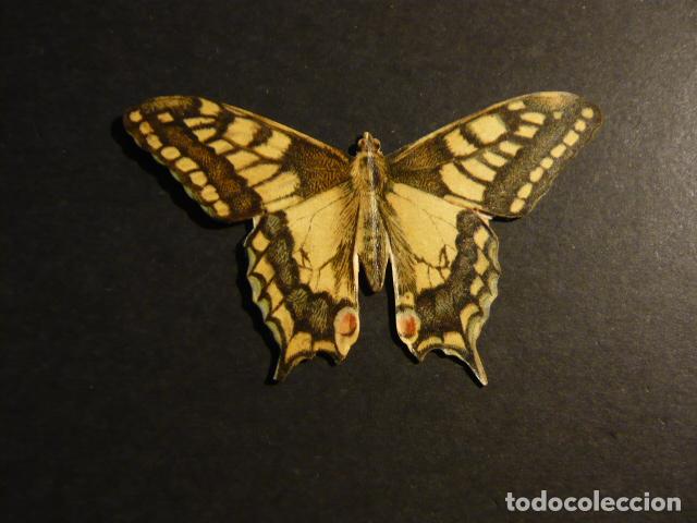 Coleccionismo cromos troquelados antiguos: MARIPOSA CROMO TROQUELADO - Foto 1