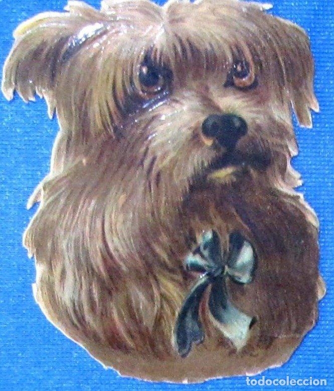 Coleccionismo Cromos troquelados antiguos: CROMO TROQUELADO. CABEZA Y PECHO DE PERRO. CHOCOLATE E. JUNCOSA, BARCELONA. FINALES DEL SIGLO XIX.