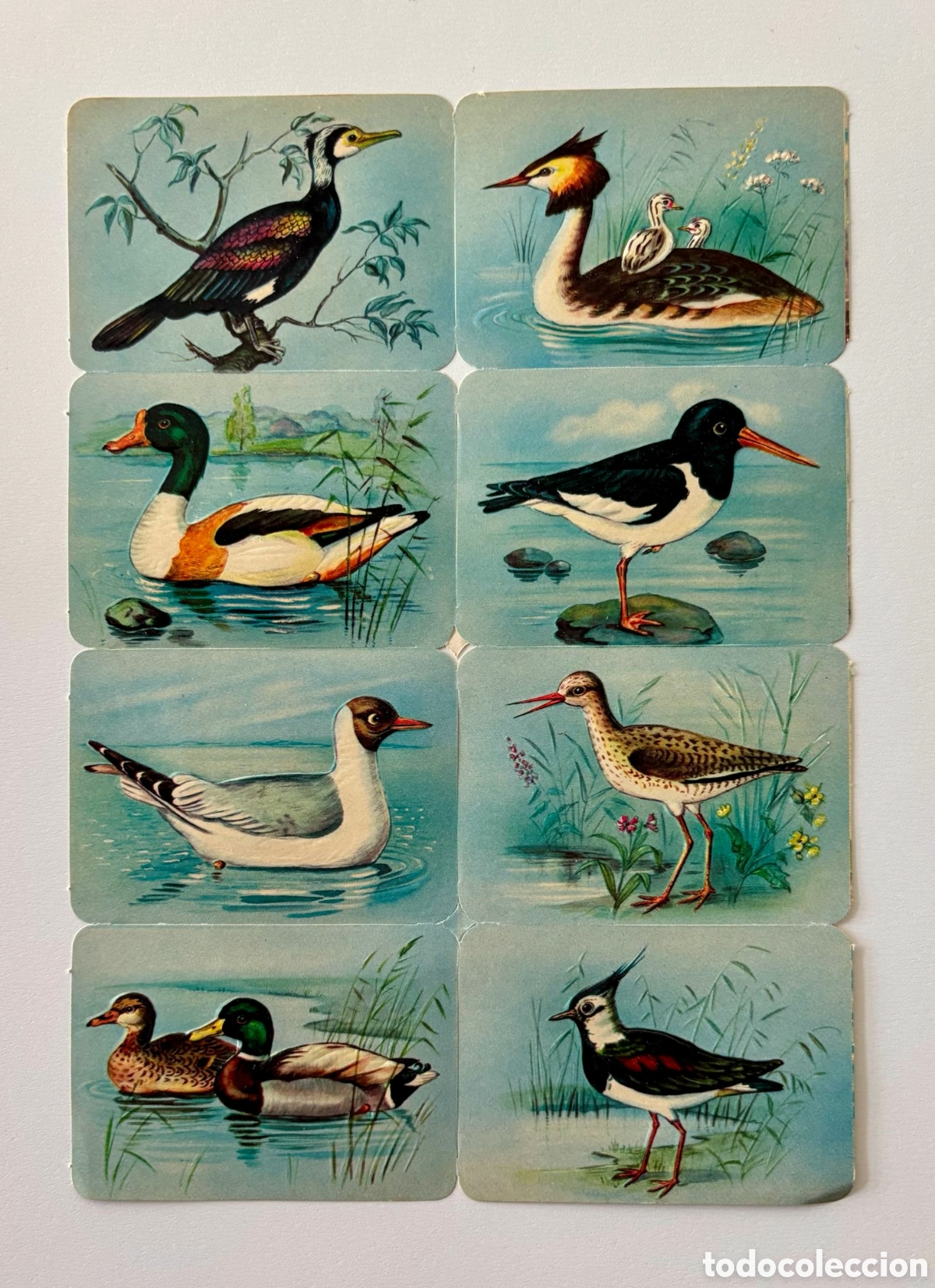 Coleccionismo Cromos troquelados antiguos: L&aacute;mina CROMOS TROQUELADOS alemanes KRUGER relieve animales NUEVA colecci&oacute;n antigua juego infantil
