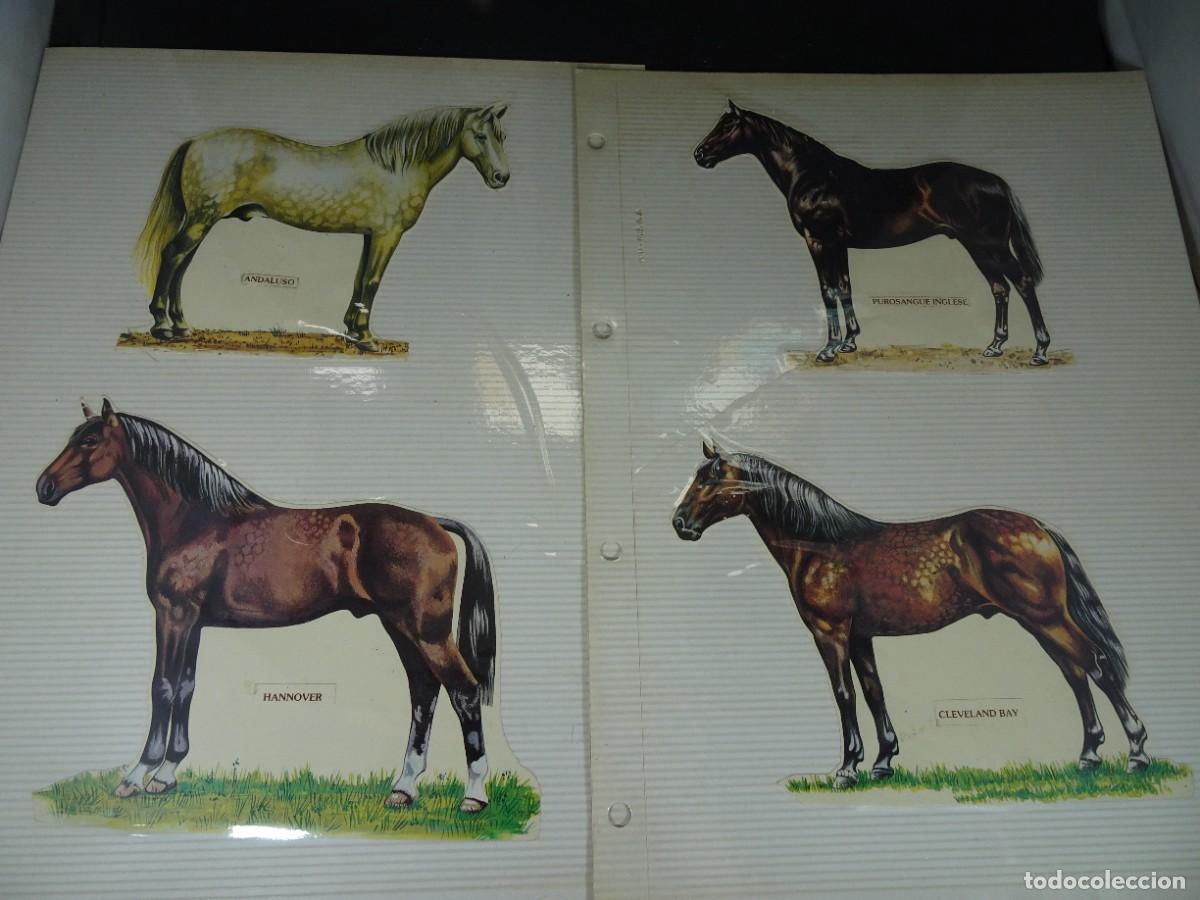 Coleccionismo cromos troquelados antiguos: LOTE DE 4 CROMOS TROQUELADOS CABALLOS, TAMA&Ntilde;O GRANDE, VER FOTOS
