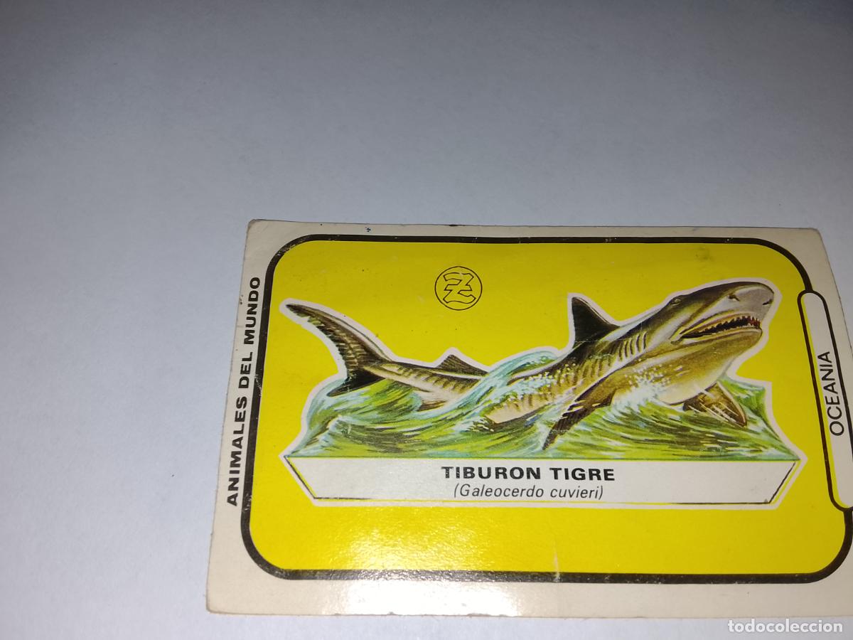 Coleccionismo cromos troquelados antiguos: Cromo troquelado antiguo.TIBUR&Oacute;N TIGRE Ocean&iacute;a-Colecci&oacute;n Animales del Mundo.Chocolates Zahor 1972