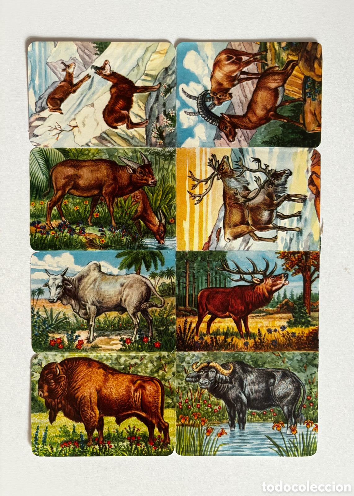Coleccionismo cromos troquelados antiguos: L&aacute;mina CROMOS TROQUELADOS alemanes KRUGER relieve peces NUEVA colecci&oacute;n antigua juego infantil