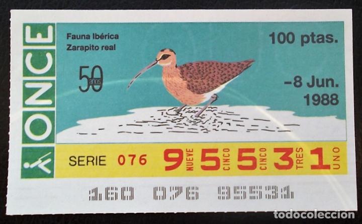 Cupones ONCE: Espa&ntilde;a. ONCE. 1988. Fauna Ib&eacute;rica: Zarapito real. Fecha: 8 Junio. El n&uacute;mero puede variar.