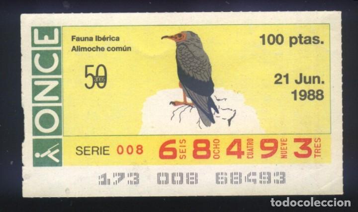 Cupones ONCE: A-8030- CUP&Oacute;N ONCE. 21 JUNIO 1988. FAUNA IBERICA, ALIMOCHE COMUN.