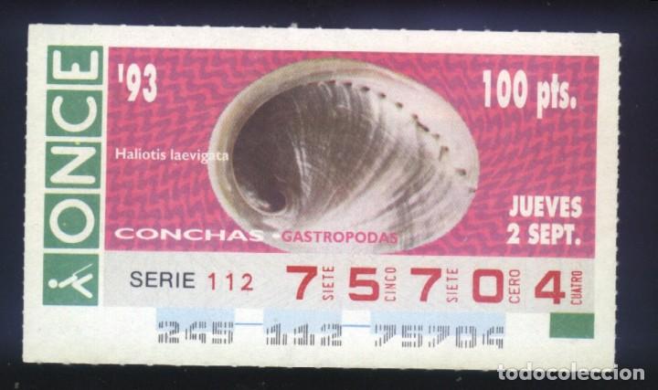 Cupones ONCE: A-8031- CUP&Oacute;N ONCE. 2 SEPTIEMBRE 1993. CONCHAS GASTROPODAS, HALIOTIS LAEVIGATA.