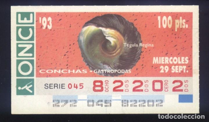 Cupones ONCE: A-8043- CUP&Oacute;N ONCE. 29 SEPTIEMBRE 1993. CONCHAS GASTROPODAS, TEGULA REGINA.