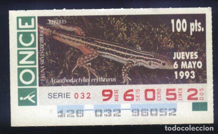 Cupones ONCE: A-8294- CUP&Oacute;N ONCE. 6 MAYO 1993. FAUNA SILVESTRE IB&Eacute;RICA. REPTILES. ACHANTODACTYLUS ERYTHRURUS.