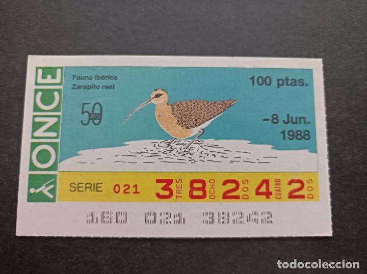 Cupones ONCE: Cup&oacute;n Once. 50 A&ntilde;os de la Once. Fauna Ib&eacute;rica. Zarapito Real. 8 Junio 1988. N&ordm; 38242.