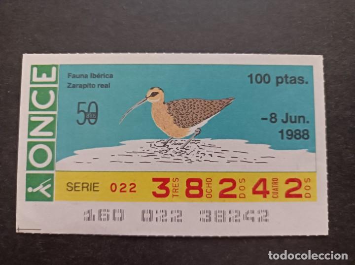 Cupones ONCE: Cup&oacute;n Once. 50 A&ntilde;os de la Once. Fauna Ib&eacute;rica. Zarapito Real. 8 Junio 1988. N&ordm; 38242.