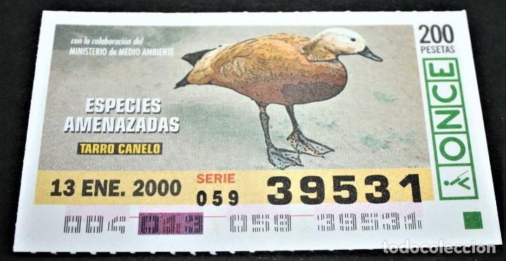 ONCE Coupons: CUP&Oacute;N ONCE - 13-ENERO-2000 - ESPECIES AMENAZADAS - TARRO CANELO