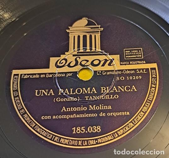 Discos de pizarra: Disco Pizarra 78rpm 10&rdquo;. Odeon 185.038. Antonio Molina. Una paloma blanca / Adios, Lucerito mio