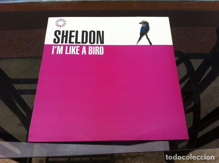 Discos de vinilo: MAXI SINGLE.  SHELDON.  IM LIKE A BIRD.  ESPA&Ntilde;A, BLANCO Y NEGRO. - Foto 1