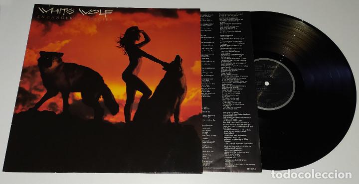 Discos de vinilo: LP WHITE WOLF - ENDANGERED SPECIES - Foto 3