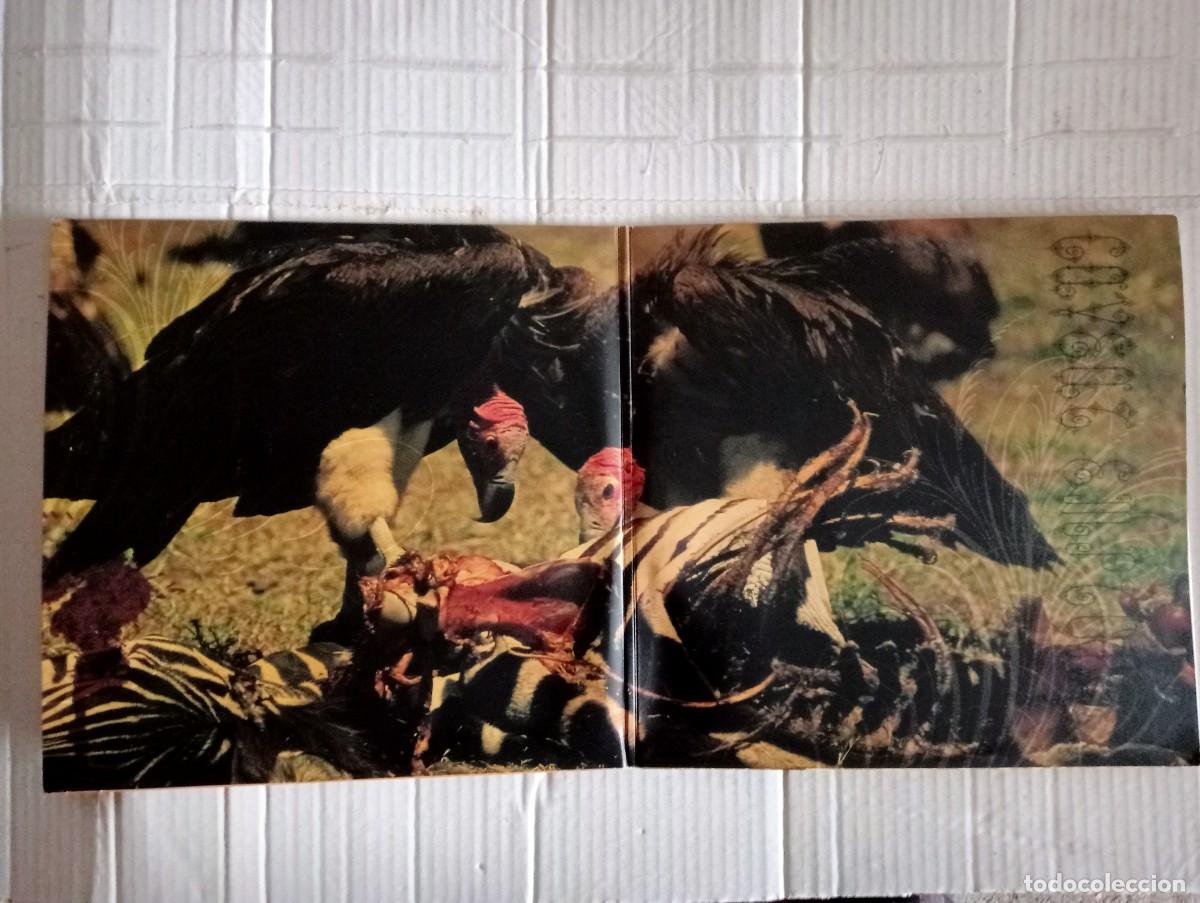 Discos de vinilo: The Melvins - Mangled Demos From 1983 (2x10&rdquo;, Ltd) USA 2005 gatefold - Foto 2
