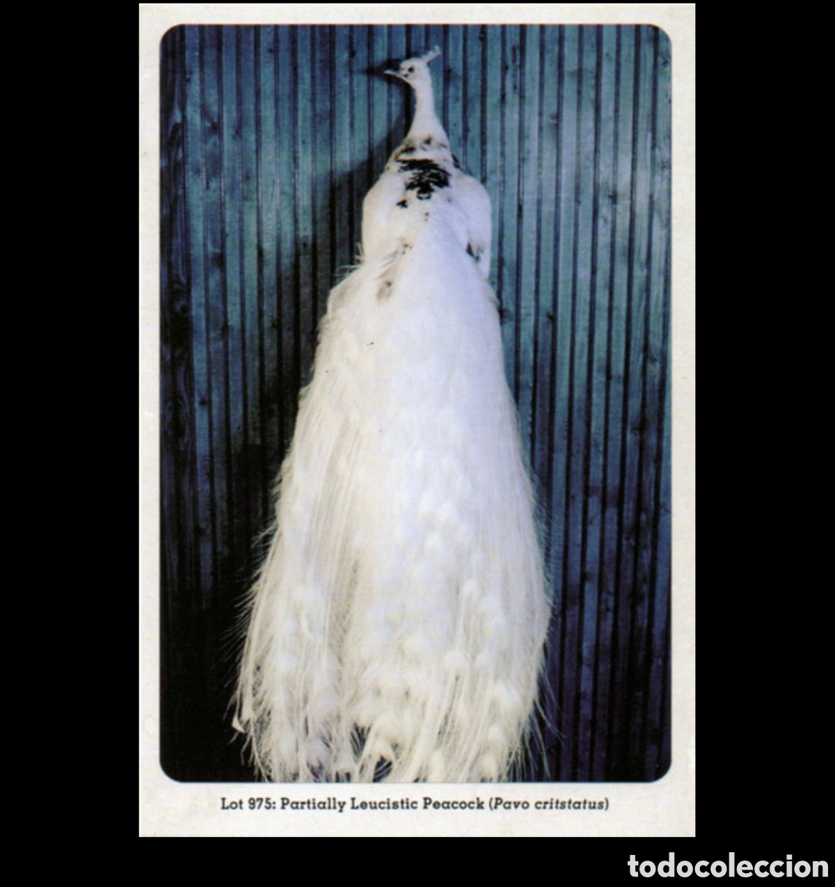 Discos de vinilo: Jack White: Love Interruption Single 7&rdquo; - Foto 5