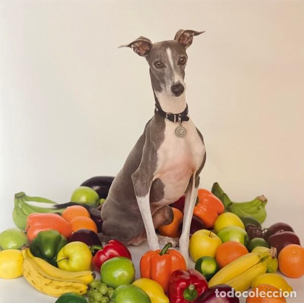 Discos de vinilo: LP SHELLAC EXCELLENT ITALIAN GREYHOUND VINILO
