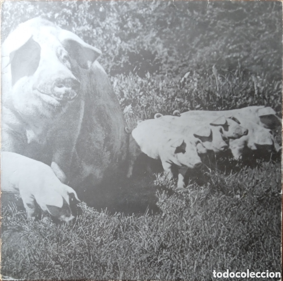 Discos de vinilo: Disco de vinilo Pink Floyd