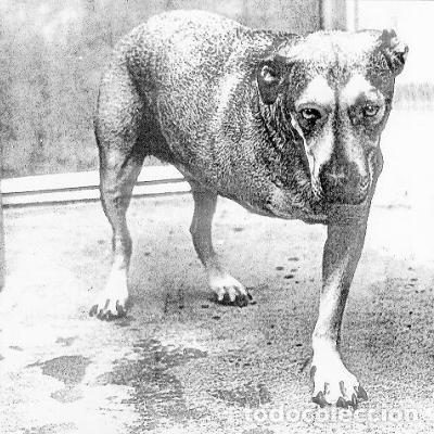 Discos de vinilo: ALICE IN CHAINS - ALICE IN CHAINS - 2 LP