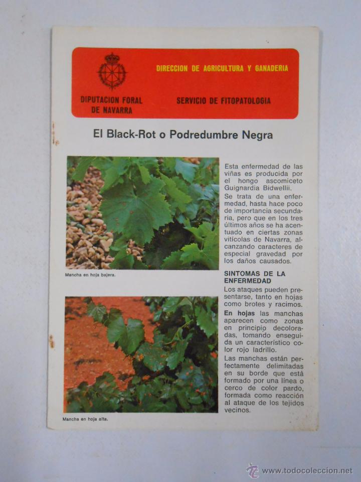 Documents Anciens: EL BLACK-ROT O POBREDUMBRE NEGRA. SERVICIO DE FITOPATOLOGIA. DIPUTACION FORAL NAVARRA. TDK80