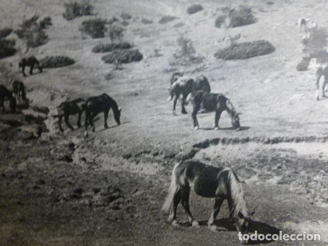 Documents Anciens: LA CERDA&Ntilde;A GERONA CABALLOS ANTIGUA LAMINA HUECOGRABADO