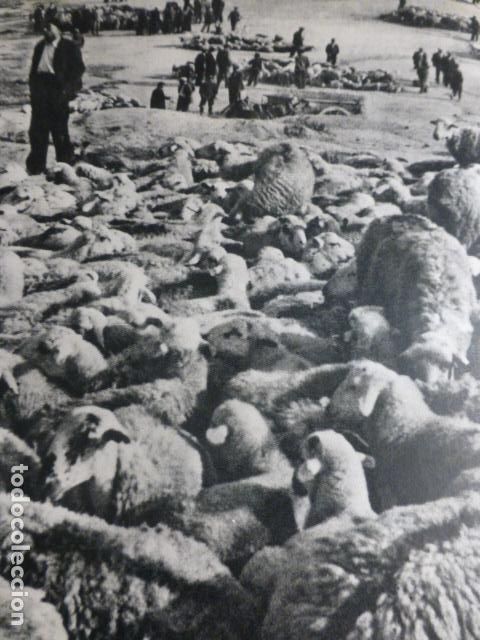 Documentos antiguos: LERIDA FERIA DE GANADOS ANTIGUA LAMINA HUECOGRABADO