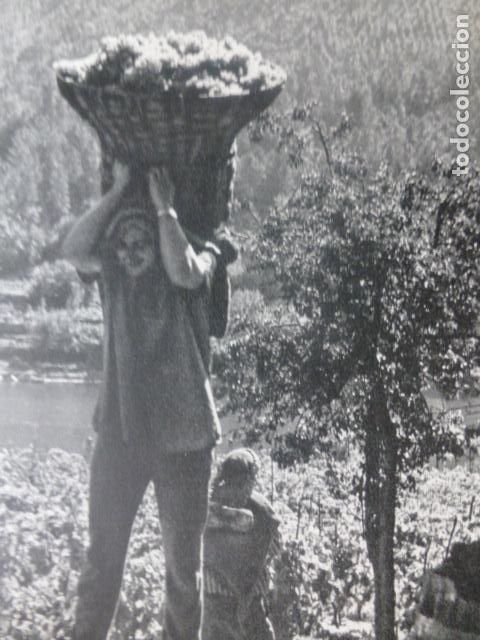 Alte Dokumente: RIBADAVIA ORENSE EN LA VENDIMIA ANTIGUA LAMINA HUECOGRABADO