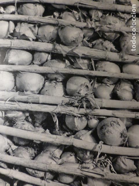 Documentos antiguos: MURCIA CEBOLLAS HUECOGRABADO - Foto 1