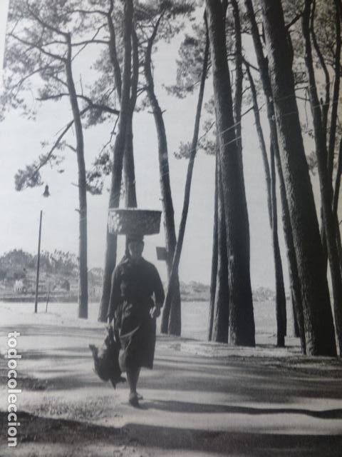 Documentos antiguos: LA TOJA PONTEVEDRA PINARES ANTIGUA LAMINA A&Ntilde;OS 40