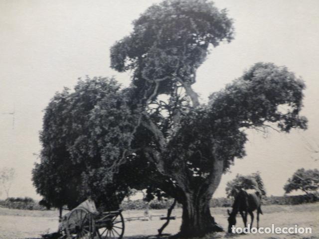 Documenti antichi: SANTANYI MALLORCA ESCENA RURAL ANTIGUA LAMINA HUECOGRABADO A&Ntilde;OS 40