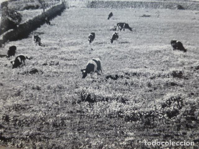 Documentos antiguos: MENORCA VACADA PASTANDO ANTIGUO HUECOGRABADO - Foto 1