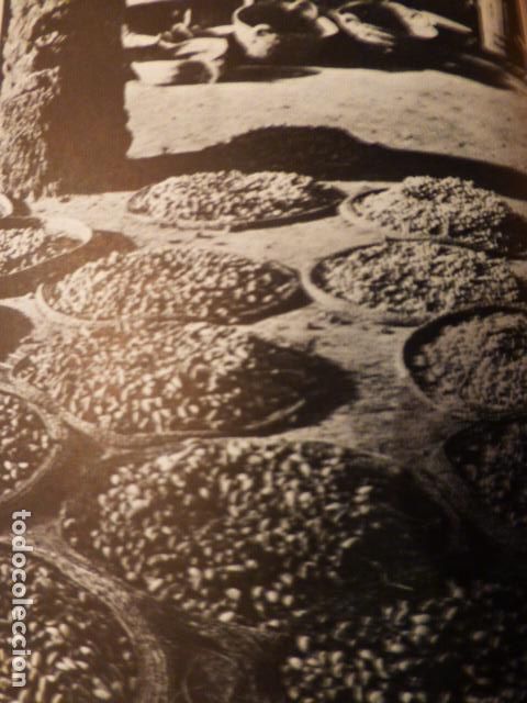 Documenti antichi: ELCHE ALICANTE SECANDO DATILES ANTIGUA LAMINA HUECOGRABADO