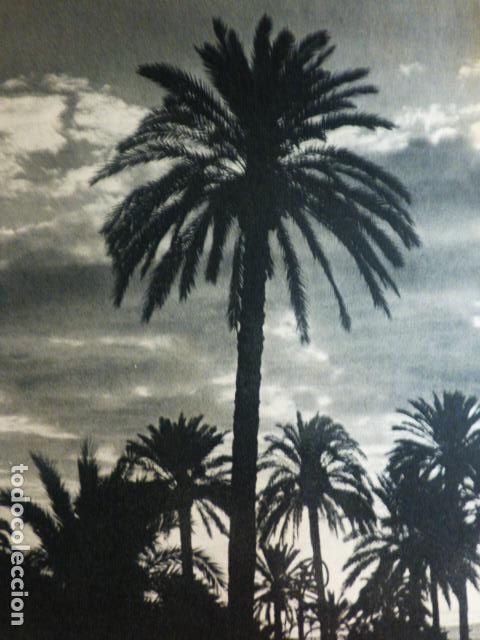 Documentos antiguos: ALICANTE PALMERAL ANTIGUO HUECOGRABADO