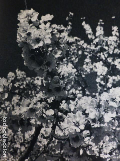 Documentos antiguos: ALICANTE ALMENDRALES DE LA HUERTA ANTIGUO HUECOGRABADO