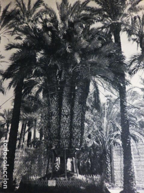Old Documents: ELCHE ALICANTE EL PALMERAL ANTIGUO HUECOGRABADO