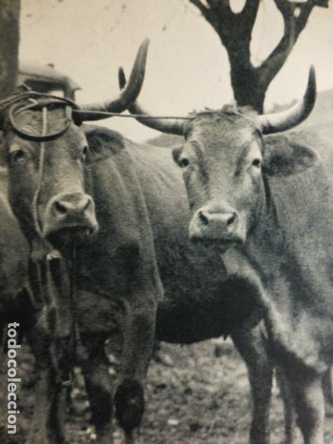 Alte Dokumente: ORENSE VACAS DE RAZA MARELA ANTIGUO HUECOGRABADO