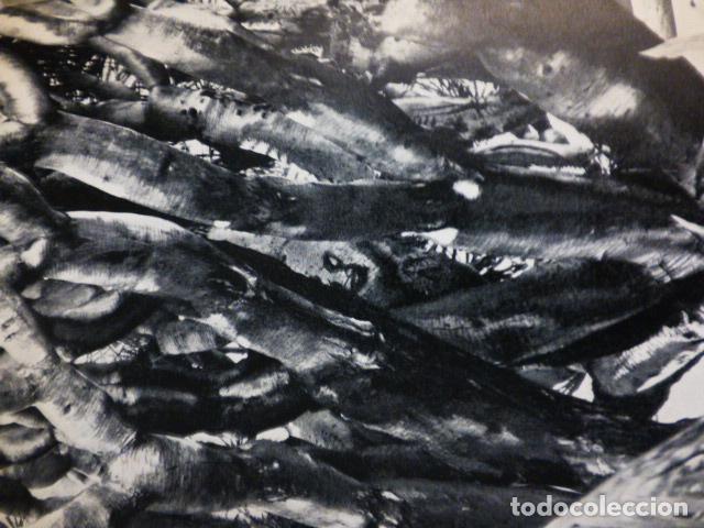 Documents Anciens: UN DRAGO GRAN CANARIA ANTIGUO HUECOGRABADO