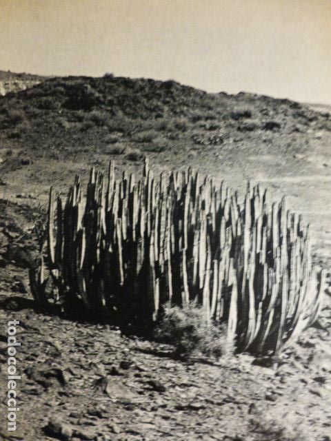 Documents Anciens: CARDONES GRAN CANARIA ANTIGUO HUECOGRABADO