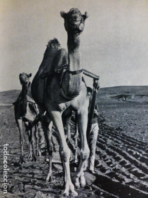 Documentos antiguos: LANZAROTE ARANDO ANTIGUO HUECOGRABADO - Foto 1