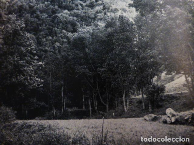 Documentos antiguos: BOSQUE DE LOS TILOS GRAN CANARIA ANTIGUO HUECOGRABADO - Foto 1