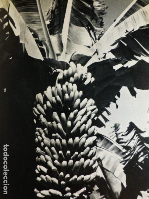 Documentos antiguos: GRAN CANARIA PLATANOS ANTIGUO HUECOGRABADO