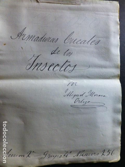 Documents Anciens: TRABAJO ESCOLAR ARMADURAS BUCALES DE LOS INSECTOS H. 1900 PINTADO A MANO 5 ILUSTRACIONES 16,5 X 23