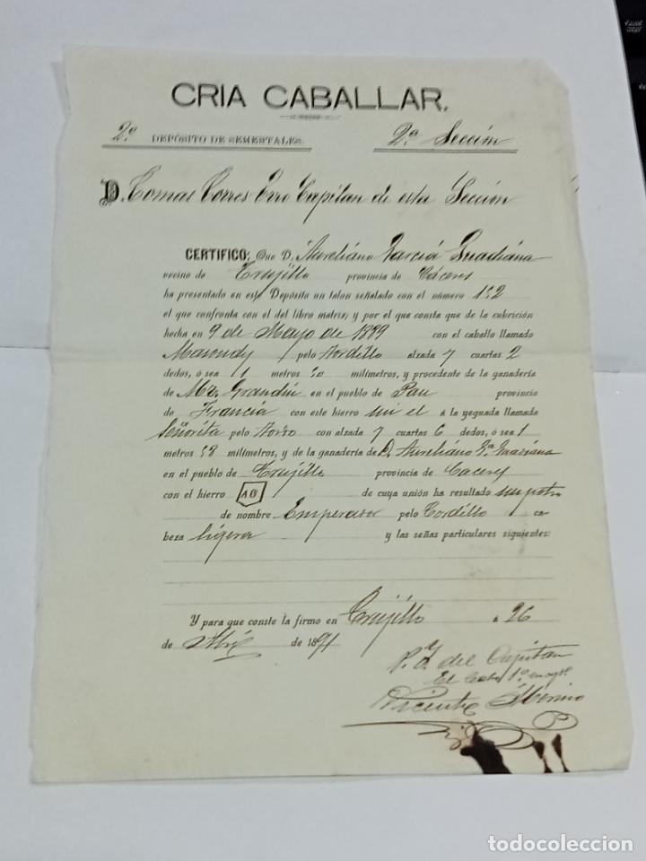 Documentos antigos: CRIA CABALLAR. 2&ordm; DEPOSITOS SEMENTALES. 2&ordf; SECCION. NACIMIENTO DE POTRO. TRUJILLO 1891