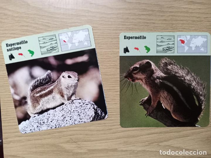 Documentos antiguos: FICHAS ANIMALES - ESPERMOFILO ANTILOPE - ESPERMOFILO - Foto 1